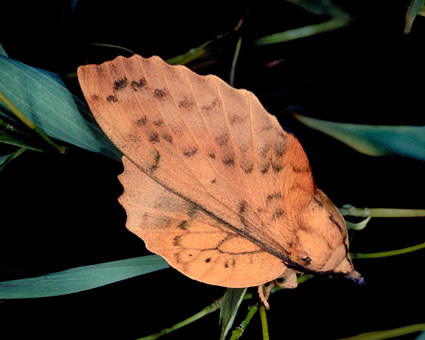 Gastropacha populifolia