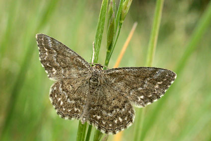 Scopula immorata