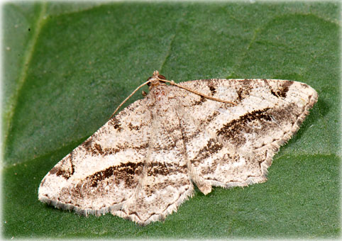 godonella aestimaria