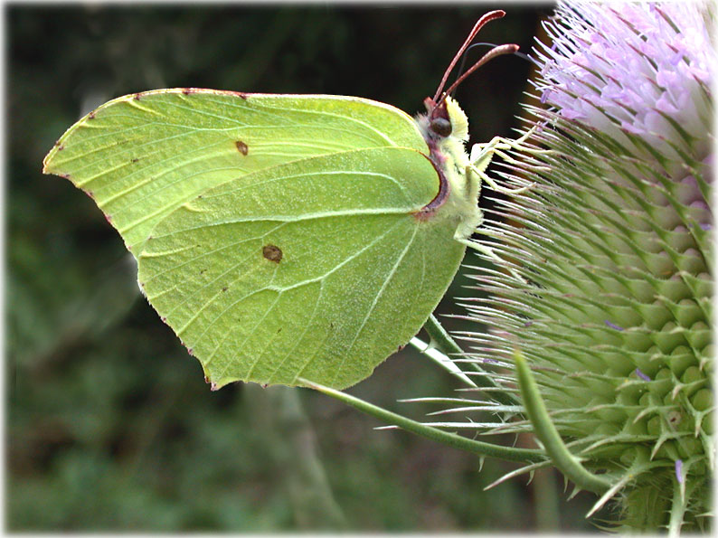 gonepteryx