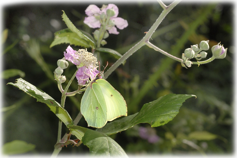 Gonepteryx