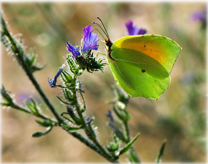 Le Citron de provence