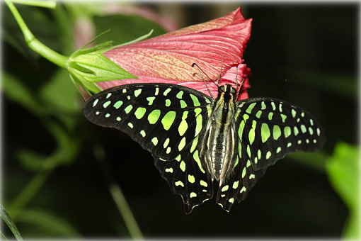 graphium