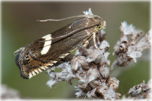 Grapholita  lunulana