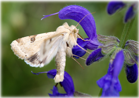 Heliotis peltigera