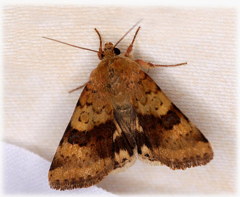 Heliothis viriplaca