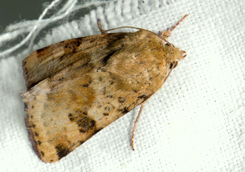 heliothis-viriplaca