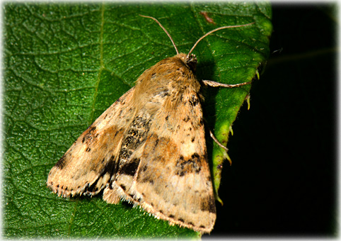 Heliothis viriplaca