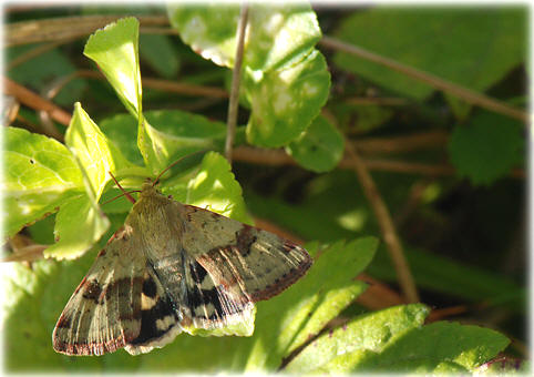 Heliothis viriplaca