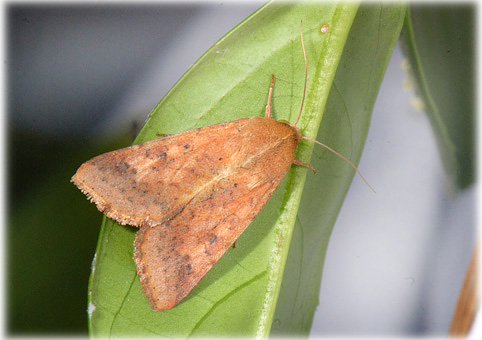 Heliothis armigera