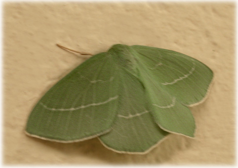 Hemistola chrysoprasaria