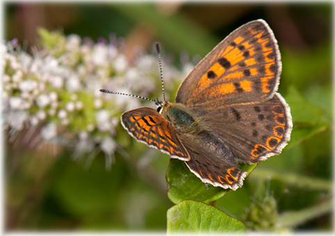 Heodes-tityrus