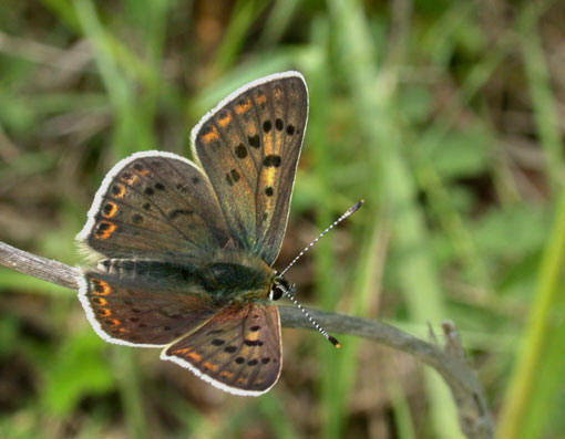 Lycaena tityrus