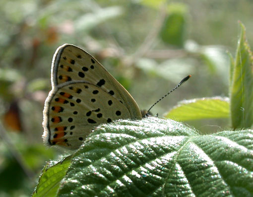 Lycaena tityrus