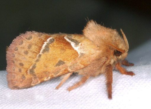 Hepialus sylvina