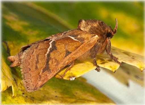 Hepialus sylvina