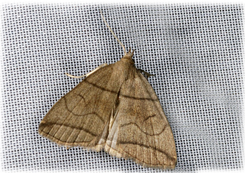 Herminia grisealis