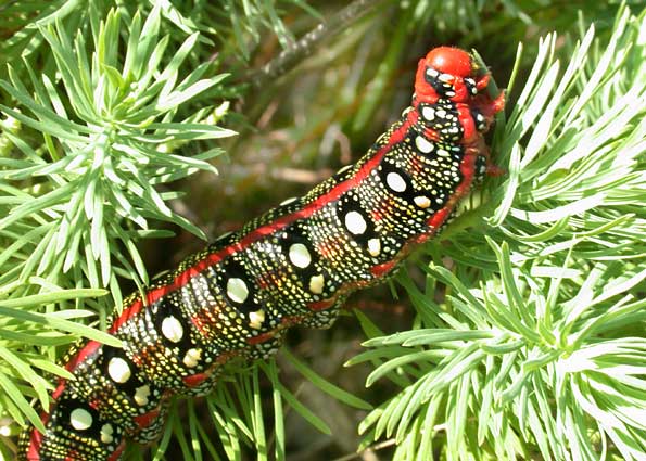 chenille Hyles euphorbia