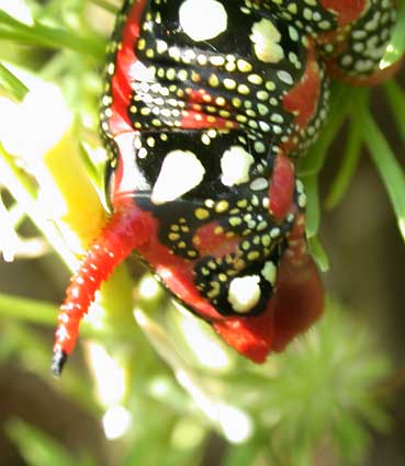 chenille Hyles euphorbia