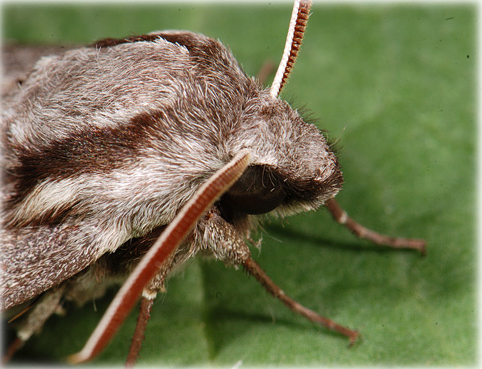 Sphinx du pin, Hyloicus pinastri