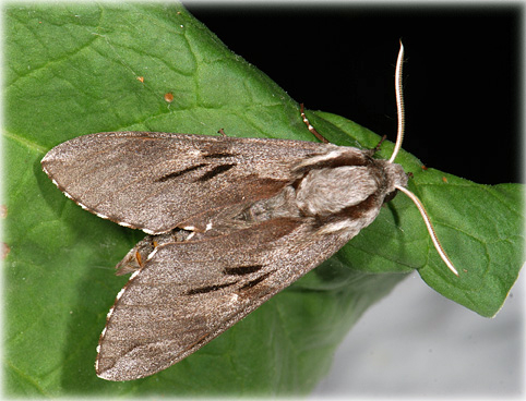 Sphinx du pin, Hyloicus pinastri