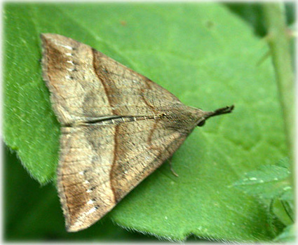 Hypena proboscidalis