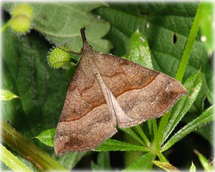 Hypena proboscidalis