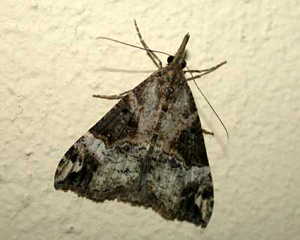 Hypena obsitalis