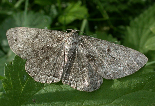 Hypomecis roboraria