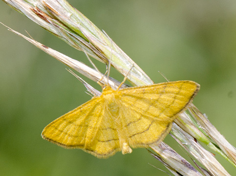 idaea-aureolaria