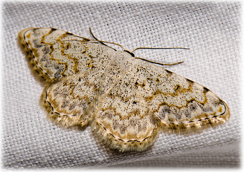 idaea contiguaria