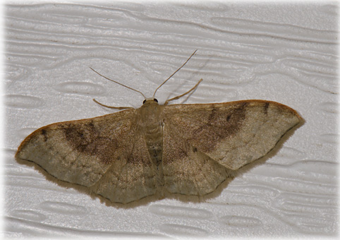 idaea-degeneraria