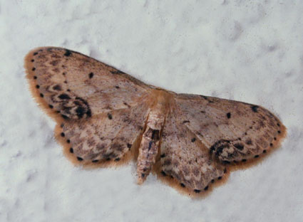 Idaea dimidiata