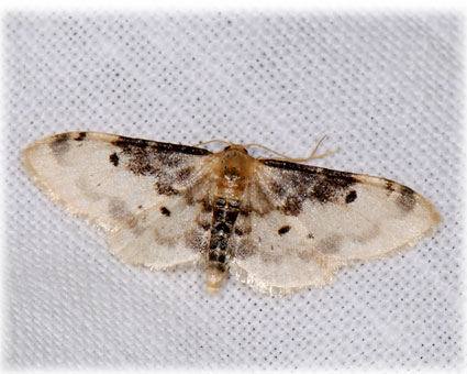 Idaea filicata