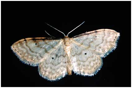 Idaea fuscovenosa