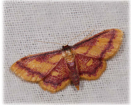 Idaea muricata