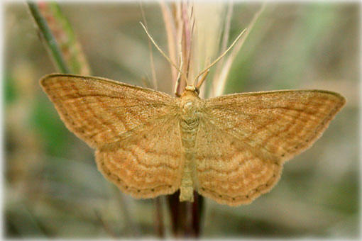 Idaea ochrata