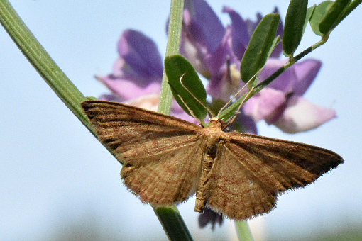 Idaea ochrata