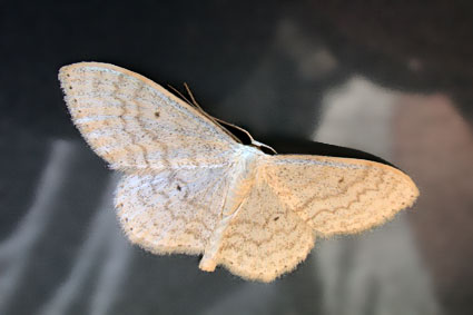 Idaea aversata