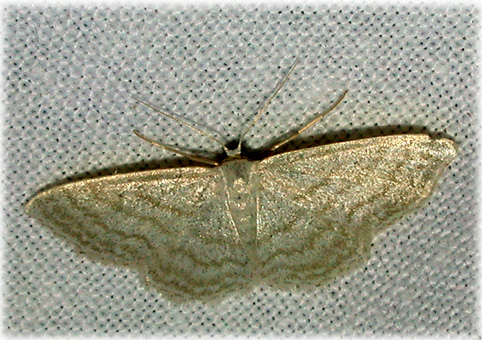 Idaea straminata