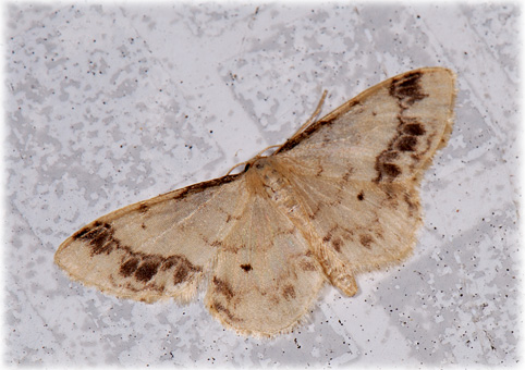 Idaea trigeminata