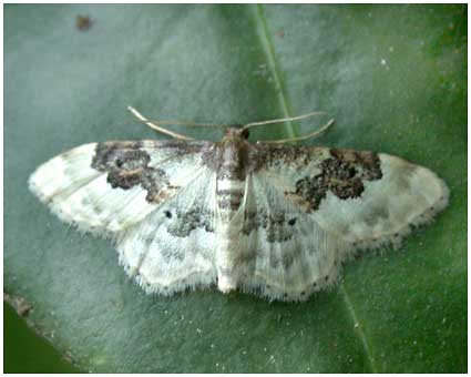 Idaea vulpinaria