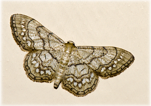 idaea moniliata