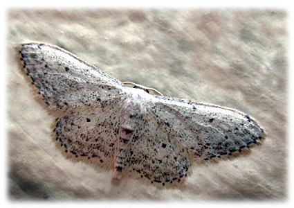 Idaea seriata