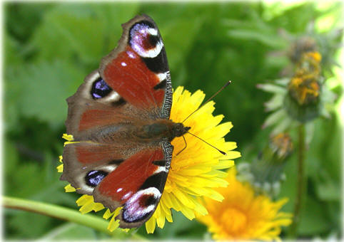 Inachis io, Le Paon de jour