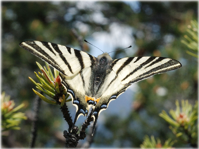 iphiclides-podalirius