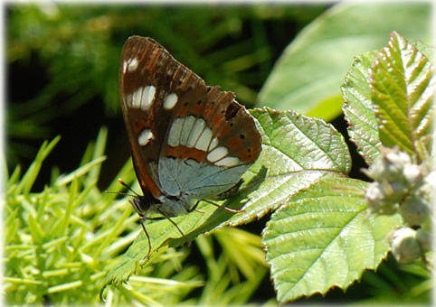 limenitis-camilla