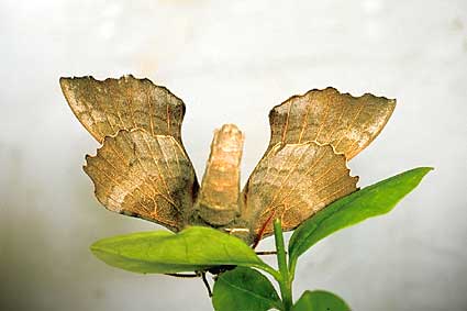 Sphinx du peuplier,Laothoe populi