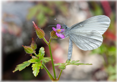 leptidea-sinapis