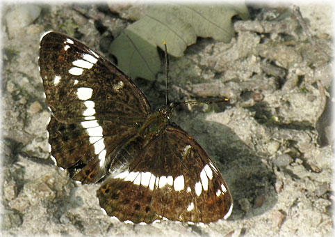 limenitis camilla